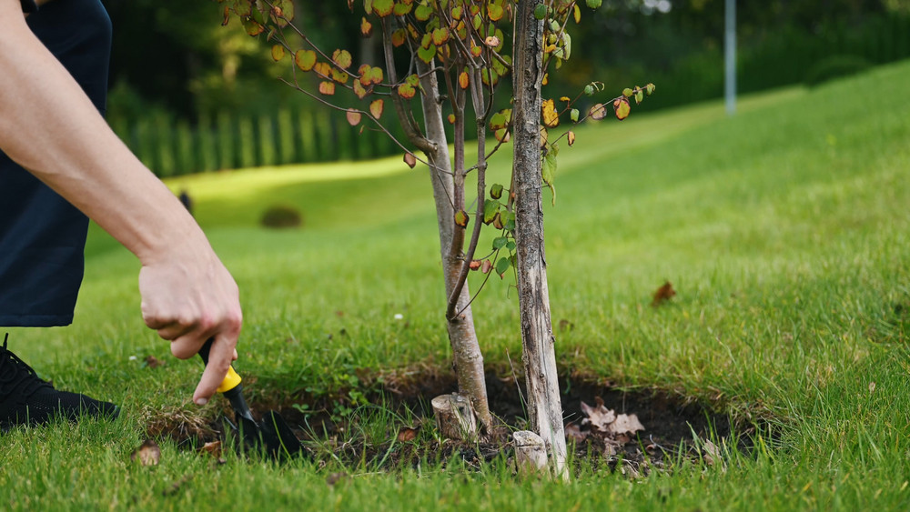 How a Tree Care Company Can Keep Your Yard Healthy