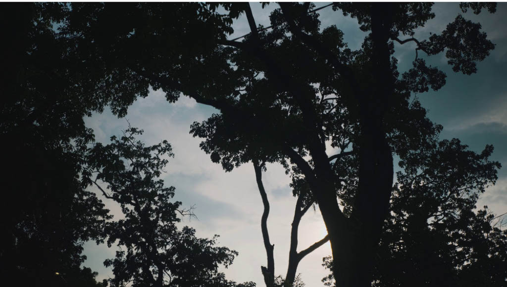 How an Arborist Helps Cities Plan and Maintain Trees