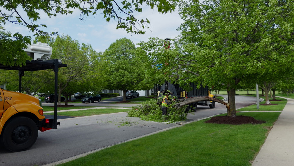 Why Professional Tree Services Are Essential for Any City