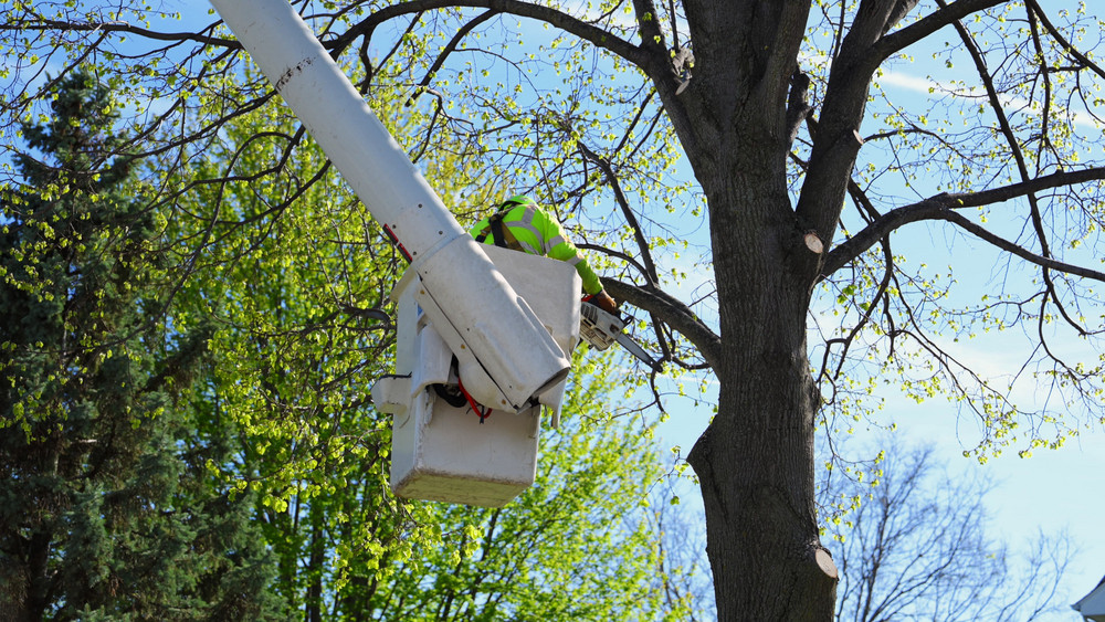 How Tree Care Helps Keep Neighborhoods Healthy and Resilient