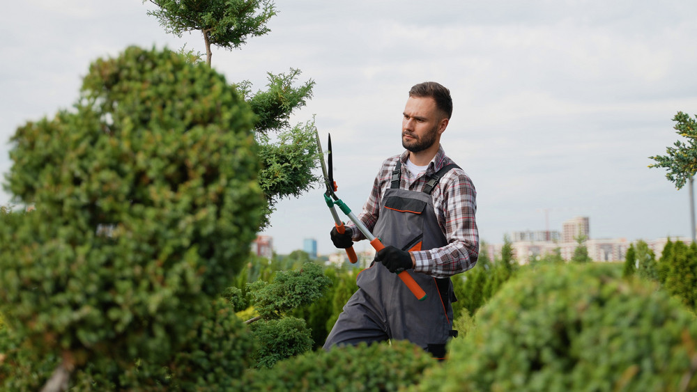 What is Tree Pruning and Why Does it Matter?