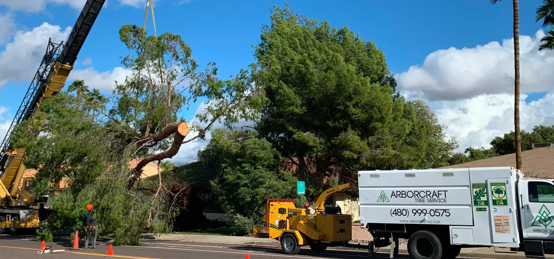 tree specialists in buckeye