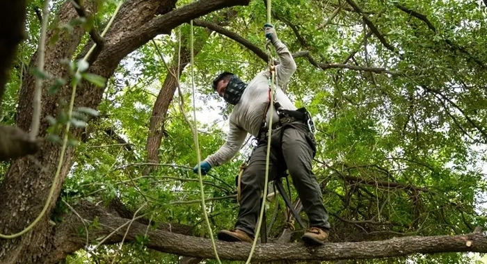 Preventative Tree Maintenance